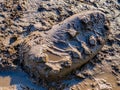 A close up of a shoe in the mud Royalty Free Stock Photo