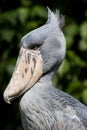 Close up of Shoebill Royalty Free Stock Photo