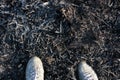 Close up of shoes on remains of burnt reeds background. River shore after the fire. Royalty Free Stock Photo