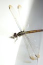 Close up shoot of a anisoptera dragonfly