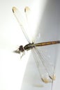 Close up shoot of a anisoptera dragonfly Royalty Free Stock Photo