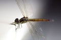 Close up shoot of a anisoptera dragonfly Royalty Free Stock Photo