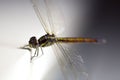 Close up shoot of a anisoptera dragonfly