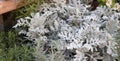 Close up shoot of Artemisia stelleriana plant. It has a light green color Royalty Free Stock Photo