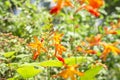Blooming Crocosmia Flowers on Vivid Green Background