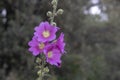 Close-up shoot of bristly hollyhock flower. Blurred Background