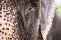 Close up shoot of an elephant eye Royalty Free Stock Photo