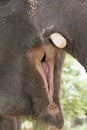 Close Up Shoot Of An Elephant Mouth