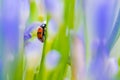 Close up shoot of a ladybug