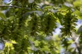 Close up shoot of leaves of Pterocarya stenoptera (chinese wingnut) tree