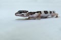 Close up shoot of leopard gecko