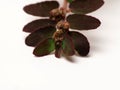 Close up shoot of Prostrate Spurge plants