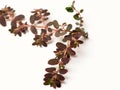 Close up shoot of Prostrate Spurge plants