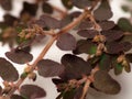 Close up shoot of Prostrate Spurge plants