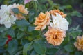 Close up shoot of Rosa peace flower. Green leafs background