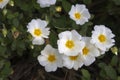 Close-up shoot of Salvia cistus flower