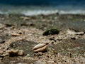Close up shoot of sea shell on a rock in the beach Royalty Free Stock Photo