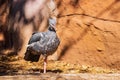 Close up shoot of Southern screamer Royalty Free Stock Photo