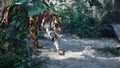 Close up shoot of tiger portrait