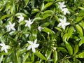 Dutch Jasmine Royalty Free Stock Photo