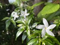 Dutch Jasmine Royalty Free Stock Photo