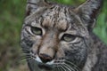 Lynx in macro shooting