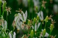 Close-up of Shooting Star (Dodecatheon meadia