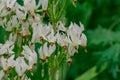 Close-up of Shooting Star (Dodecatheon meadia