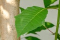 Close up The shoots of the poinsettia plant with fresh green leaves are clearly visible on the leaf surface and leaf frame Royalty Free Stock Photo