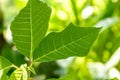 Close up The shoots of the poinsettia plant with fresh green leaves are clearly visible on the leaf surface and leaf frame Royalty Free Stock Photo