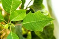 Close up The shoots of the poinsettia plant with fresh green leaves are clearly visible on the leaf surface and leaf frame Royalty Free Stock Photo