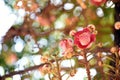 Close up Shorea robusta or Cannonball flower from the tree, Blur nature background. Dipterocarpaceae.