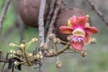 Close up Shorea robusta flower.Cannonball tree blooming in nature background.