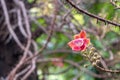 Close up Shorea robusta flower.Cannonball tree blooming in nature background.