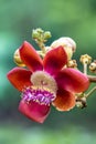 Close up Shorea robusta flower.Cannonball tree blooming in nature background.