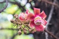 Close up Shorea robusta flower.Cannonball tree blooming in nature background.