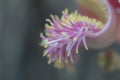 Close up Shorea robusta flower.Cannonball tree blooming in nature background.