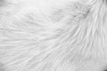 Short fur dog soft texture for white grey natural background Royalty Free Stock Photo