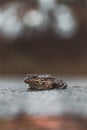 Close-up of the short-legged toad, Epidalea calamita in Grenspark Kalmthoutse Heide near Antwerp in northwest Belgium