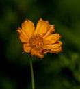 A close up of a short-lived Coreopsis flower at a wetland in Culver, Indiana