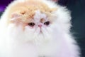 Close Up The Short Nose And Face Persian Cat Face Long Brown Orange Hair