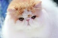 Close Up The Short Nose And Face Persian Cat Face Long Brown Orange Hair