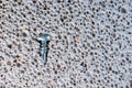 Close-up of a short stainless steel self-tapping screw against the background of aerated concrete