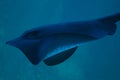 Close up of Short Tail Stingray Royalty Free Stock Photo