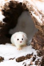 Close-up of short tailed weasel