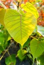 A close up shot of aa sacred fig Ficus religiosa leaf. It is also known as the bodhi tree, pippala tree, peepul tree, peepal Royalty Free Stock Photo