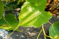 A close up shot of aa sacred fig Ficus religiosa leaf. It is also known as the bodhi tree, pippala tree, peepul tree, peepal Royalty Free Stock Photo