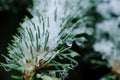 Close-up shot of Abies firma leaves with snow on them Royalty Free Stock Photo