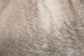 Close up shot of abstract gray fur background Royalty Free Stock Photo