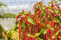 Close up shot of Acalypha hispida blossom